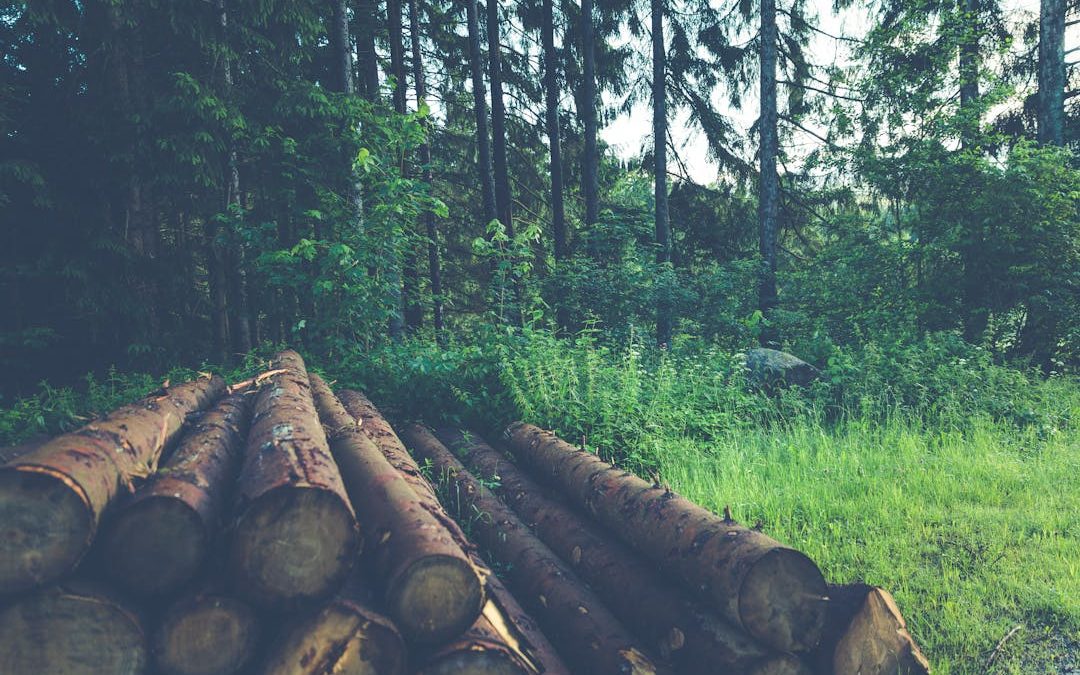 Sustainability in Print: The Truth About Managed Forestry