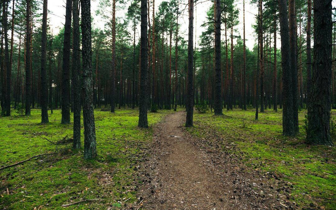 Sustainability with Substance: Challenging the Paperless Myth