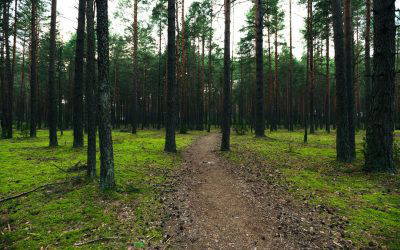 Sustainability with Substance: Challenging the Paperless Myth