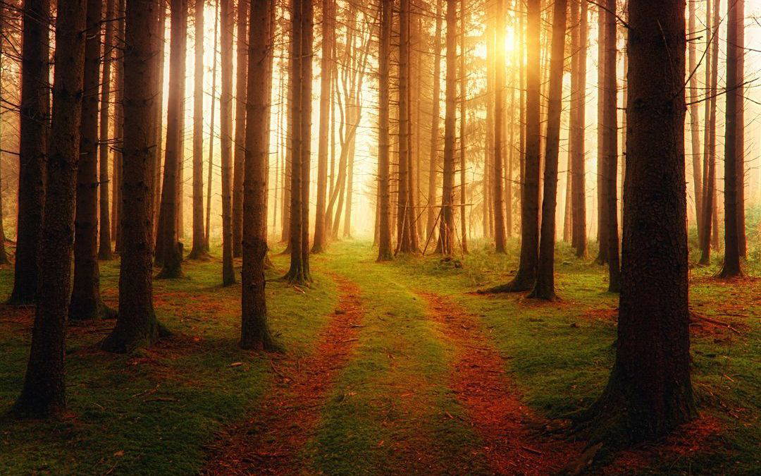 Choosing the Right Medium: Why Sustainability Is More Than Removing Paper