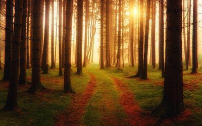 Choosing the Right Medium: Why Sustainability Is More Than Removing Paper