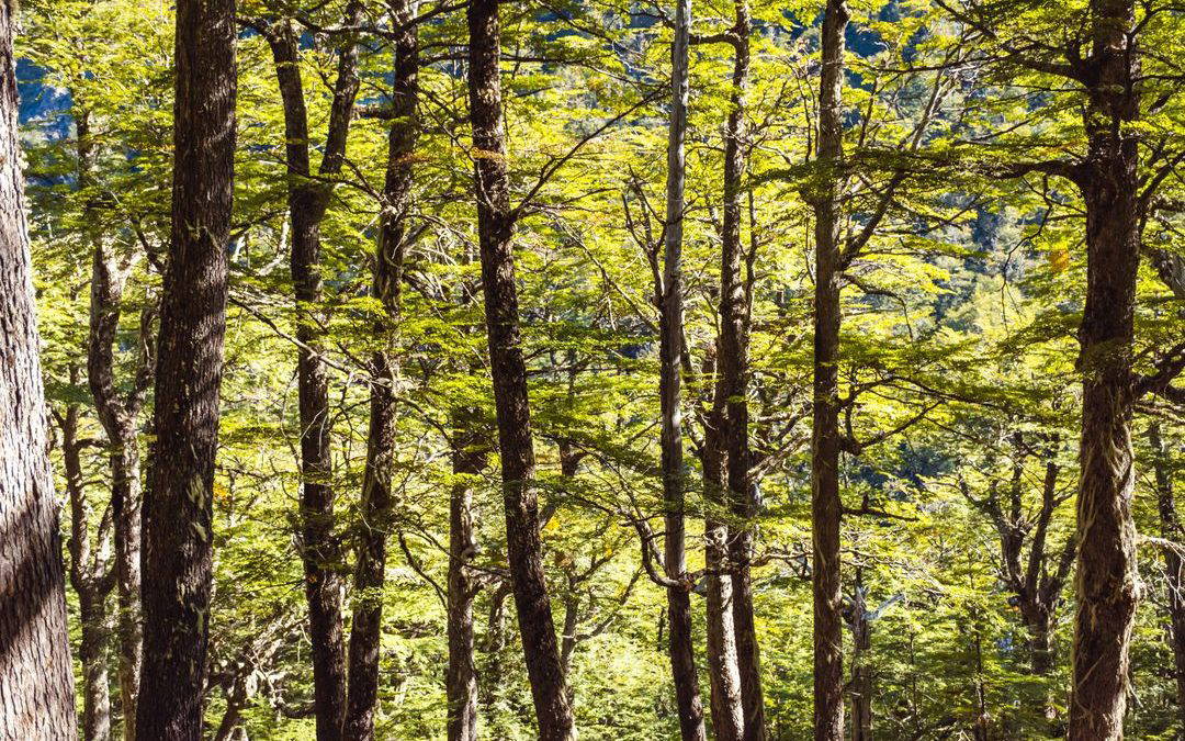 Print Lord’s Print Myth of the Week: Does Using Paper Destroy Forests?