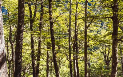 Print Lord’s Print Myth of the Week: Does Using Paper Destroy Forests?