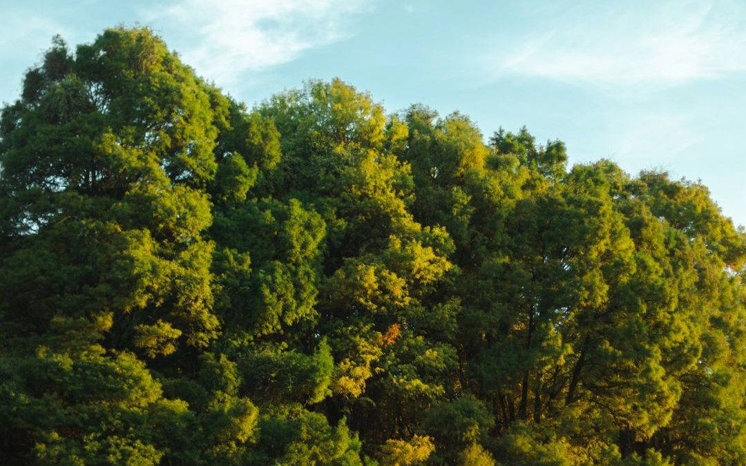Does Going Paperless Really Save Trees? The Truth About Sustainable Forestry